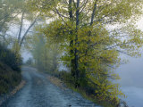Morning Fog and Cottonwood Trees on a Road Along the Shotover River Photographie par Bill Hatcher