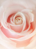 Still Life Photograph, a Pink Rose, Shot with Shallow Dof Reprodukcja zdjęcia autor Images Monsoon Still Life Photograph, a Pink Rose, Shot with Shallow Dof Reprodukcja zdjęcia autor Images Monsoon
