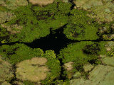 Aerial View of Animal Trails Through the Okavango Delta, Photographic Print