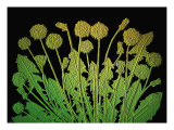 Natures Old Gold Giclee Print by Emiko Aumann