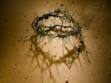 Crown of Thorns with Large Shadow and Pieces of Rock Photographie par Images Monsoon