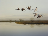 Sandhill Cranes Flying over a Lake, Sacramento, California Photographic Print by Images Monsoon