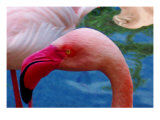 Headsup of Flamingo Bird Reproduction procédé giclée par Rich LaPenna