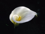 White Calla Lily, Zantedeschia Aethiopica Lámina fotográfica por Images Monsoon White Calla Lily, Zantedeschia Aethiopica Lámina fotográfica por Images Monsoon