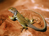 Collared Lizard (Crotaphytus Collaris), Sedona, Arizona, USA Photographic Print by Margaret L. Jackson