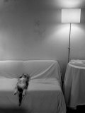 Cat Sleeping on Back Lámina fotográfica por Images Monsoon Cat Sleeping on Back Lámina fotográfica por Images Monsoon
