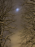 Night Image of Trees Bathed in Artificial Light from City Lights and the Full Moon Photographic Print by John Churchman