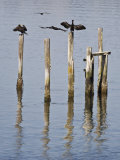 Cormorants, California Coast Photographie par Diane Miller