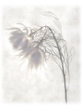 Still Life of Flowers Photographic Print by Joyce Tenneson