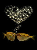 Tetra Fish Blowing Bubbles in Heart Shape Photographie par Abdul Kadir Audah