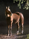 Brown Horse Standing on Trail by Tree Photographic Print by Diane Miller