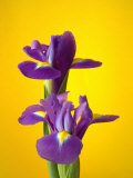 Still Life Photograph, Iris Flowers with Strong Yellow Colour Background Photographic Print by Abdul Kadir Audah
