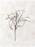 Still Life of a Flower Photographic Print by Joyce Tenneson