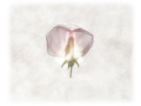 Still Life of a Flower Photographic Print by Joyce Tenneson
