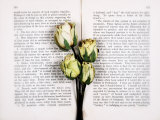 Dried Roses on Old Book Photographic Print by Images Monsoon