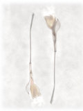 Still Life of Two Flowers Photographic Print by Joyce Tenneson
