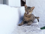 Cat, Hydra Island, Greece Photographic Print by Images Monsoon