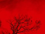 Tree Silhouette Against a Red Sky Photographic Print by Images Monsoon
