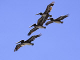 Four Brown Pelicans Flying in Formation, North of San Francisco Photographic Print by Images Monsoon