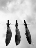 Drying Sardines on Clothesline Lámina fotográfica por Images Monsoon