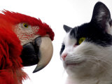 The Parrot and the Cat Photographic Print by Images Monsoon
