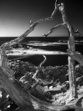 Looking Through a Dead Tree at the Pacific Ocean Photographic Print by Images Monsoon