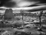 Joshua Trees in a Desert Sunset, California Lámina fotográfica por Images Monsoon
