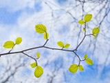 American Beech Leaves on a Branch Photographic Print by John Churchman