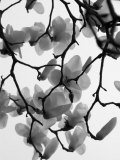 Magnolia Blossoms Silhouetted in Black and White on a Tree Impressão fotográfica por Images Monsoon