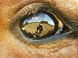Close-Up of Horse Eye Photographie par April Bauknight