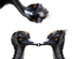 Kissing Emus Photographie par Abdul Kadir Audah