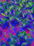 Field of Funky Colored Tulips Photographic Print by Abdul Kadir Audah