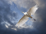 Egret Flying Beneath Dark Clouds Photographic Print by Images Monsoon
