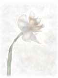 Still Life of a Flower Photographic Print by Joyce Tenneson