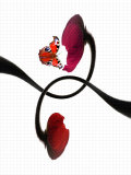 A Butterfly and Two Poppy Flowers with Geometry Paper as the Background Photographic Print by Abdul Kadir Audah
