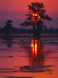 Cypress Swamp at Sunrise, Texas, USA Photographic Print by Images Monsoon