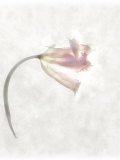 Still Life of a Flower Photographic Print by Joyce Tenneson