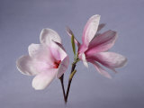 Two Japanese Magnolias, Magnolia Liliiflora Photographic Print by Diane Miller