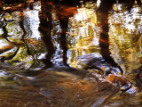 Trees Reflected in Oak Creek, Sedona, Arizona, USA Fotografie-Druck von Images Monsoon