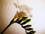 White Freesia Photographie par Images Monsoon