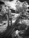 Bent Tree in the Desert, Joshua Tree National Park, California Photographic Print by Images Monsoon