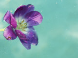 Flower Floating in Water Photographic Print by Images Monsoon
