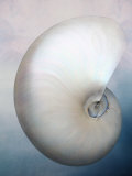 Still Life of a Shell Photographic Print by Joyce Tenneson