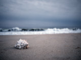 Shell at the Beach, Atlantic Ocean, Montauk, New York Photographic Print by Images Monsoon
