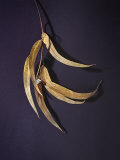 Dry Eucalyptus Leaves with Silver Seed Pod Against Plain Gray Background Lámina fotográfica por Images Monsoon Dry Eucalyptus Leaves with Silver Seed Pod Against Plain Gray Background Lámina fotográfica por Images Monsoon