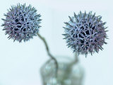 Still Life Photograph, Two Globe Thistles (Echinops Ritro), Shot with Shallow Dof Photographic Print by Abdul Kadir Audah