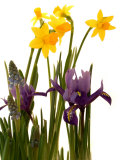 Spring Flowers: Daffodils, Iris and Muscari Photographic Print by Abdul Kadir Audah