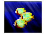 Angelfish Underwater Giclee Print by Rich LaPenna