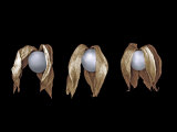 Three Gooseberries Side by Side Photographic Print by Claire Morgan
