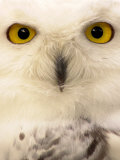 Close-Up of a Snowy Owl Photographic Print by Abdul Kadir Audah